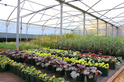 9.2 Metre Wide Large Clear Polytunnel Sheeting - UV Stabilised, 600 Gauge / 150 Micron